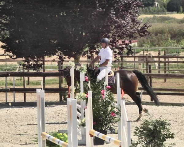 Reitturnier Worms-Pfeddersheim / Reitsportanlage Wittemer 2020