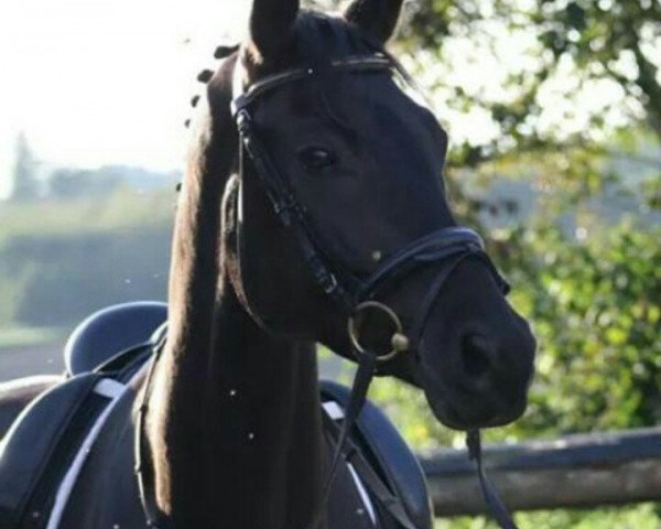 dressage horse Diabolo 544 (Bavarian, 2010, from Dallmeyer)