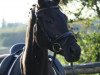 dressage horse Diabolo 544 (Bavarian, 2010, from Dallmeyer)