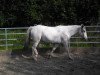 dressage horse John Boy (Appaloosa, 2005)