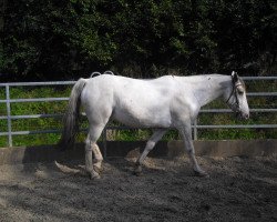 Dressurpferd John Boy (Appaloosa, 2005)