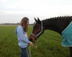 jumper Derigo (Zangersheide riding horse, 2007, from Dutch Capitol)