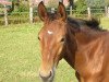 dressage horse Belistano (Hanoverian, 2015, from Belissimo NRW)