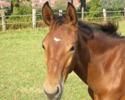 dressage horse Belistano (Hanoverian, 2015, from Belissimo NRW)