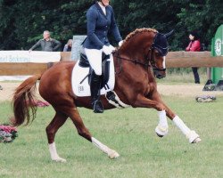 Dressurpferd Ducky Duke M (Deutsches Reitpony, 2013, von Durango)