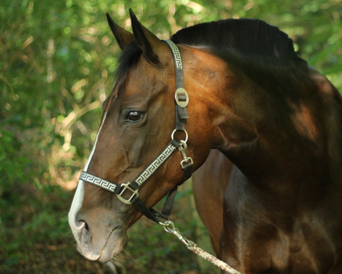 broodmare Sambuca (Oldenburg, 2000, from Sion)