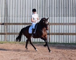 dressage horse Crisu 10 (Rhinelander, 2007, from Castellini)