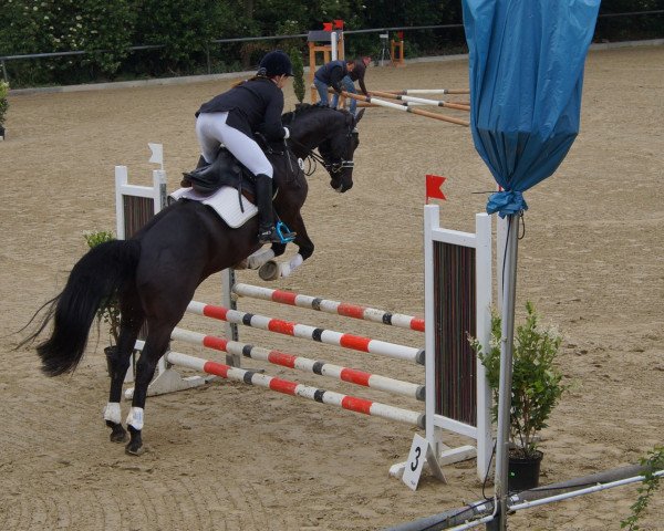 jumper Carino 604 (German Sport Horse, 2008, from Charon)