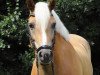 dressage horse Wim 82 (Haflinger, 2006, from Wallenstein)