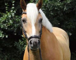 dressage horse Wim 82 (Haflinger, 2006, from Wallenstein)