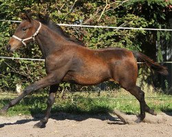 stallion Valks van Gogh F (Little German Riding Horse, 2015, from Van Goghs Varouche)