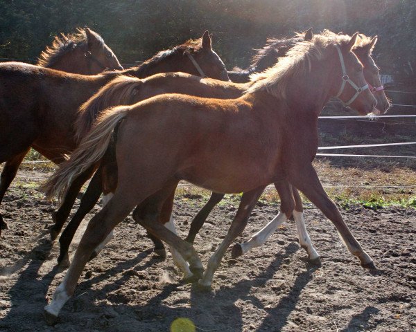 jumper Vincent van Gogh F (German Riding Pony, 2015, from Van Goghs Varouche)