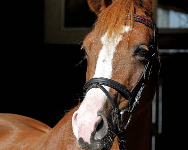 broodmare Venga (German Riding Pony, 2011, from Visconti)
