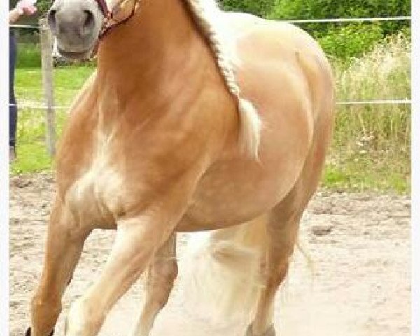 dressage horse Nurmis (5,09% ox) (Edelbluthaflinger, 2006, from Niriak (1,57% ox))