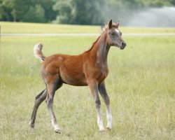 horse Havanna (Arabian thoroughbred, 2015, from Pasha Sharim EAO)