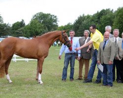 broodmare Reitland`s Felicitas (German Riding Pony, 2010, from Jonker's Socrates)