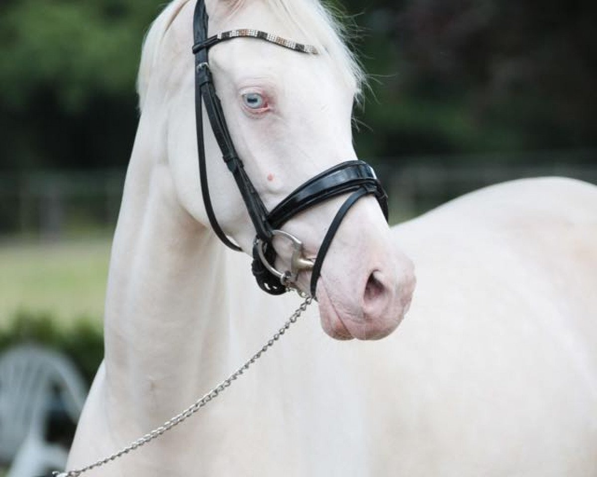 broodmare Stute v. Socrates x Ricardo go for Gold (German Riding Pony, 2011, from Jonker's Socrates)