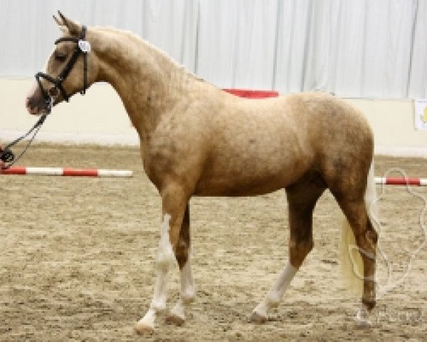 stallion Schampus (German Riding Pony, 2010, from Jonker's Socrates)