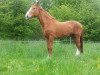 broodmare Roulina (Hanoverian, 1991, from Rouletto)