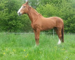 broodmare Roulina (Hanoverian, 1991, from Rouletto)