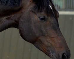 dressage horse Sarkofleur mon Amour (Hanoverian, 2009, from Sarkozy 3)