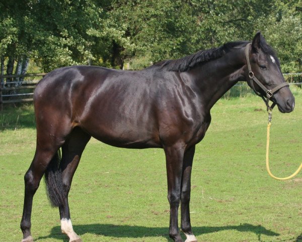 broodmare Rosandra (Oldenburg, 2013, from Ron Rubin)