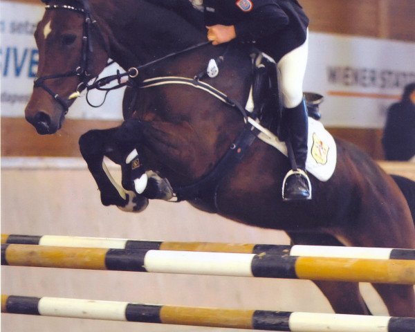 broodmare Laura 134 (Westphalian, 1995, from Larome)