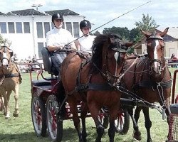 broodmare Gerlind (German Riding Pony, 1993, from Lusingando xx)