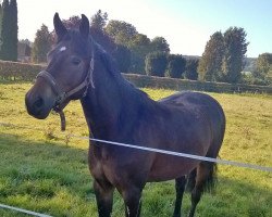 dressage horse Darius S (German Riding Pony, 2009, from Davignon)