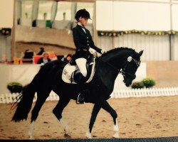 dressage horse Nala Cholata (German Riding Pony, 2008, from Nagano)