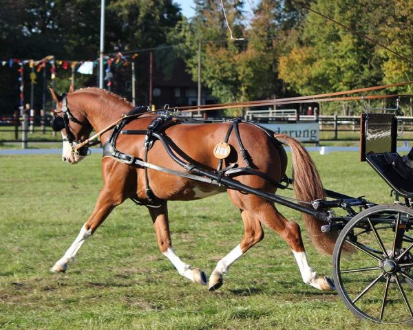 horse Nur Nigel (German Riding Pony, 2003, from Top Nonstop)