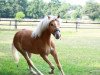 horse Sternenstaub 3 (Haflinger, 2012, from Step Dancer)