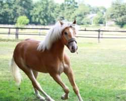 horse Sternenstaub 3 (Haflinger, 2012, from Step Dancer)