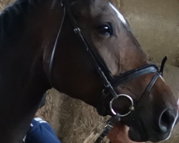 jumper Coriall (German Sport Horse, 2010, from Colestus)