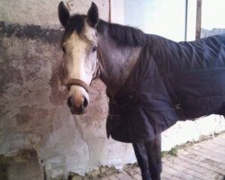 broodmare La Rina 4 (Oldenburg show jumper, 2008, from Contagio)