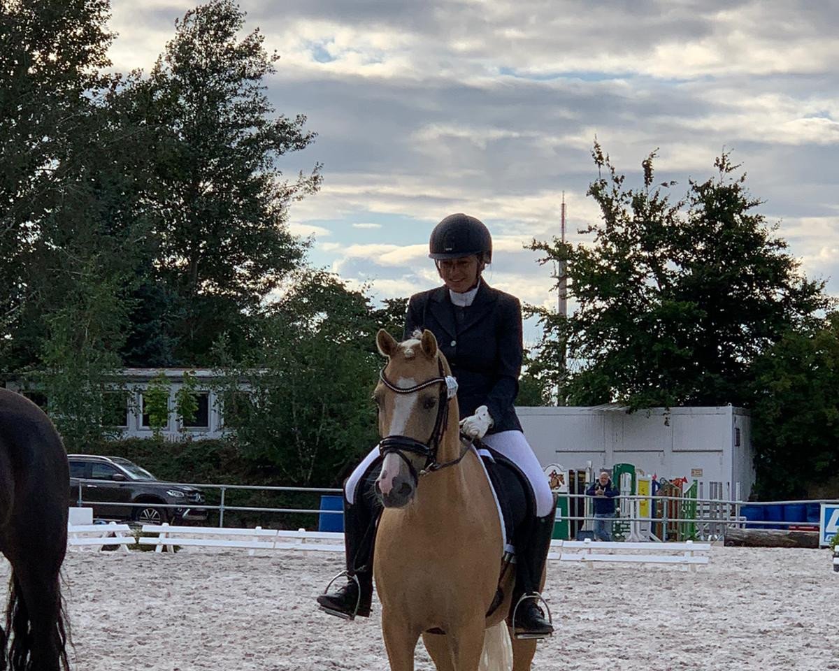 Dressurpferd Dream's Golden Bill (Deutsches Reitpony, 2013, von Golden Dream R)