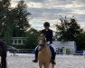 dressage horse Dream's Golden Bill (German Riding Pony, 2013, from Golden Dream R)