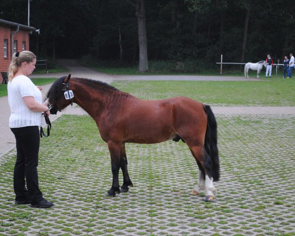 horse Popey (Welsh mountain pony (SEK.A), 2012, from Ysselvliedt's Special Edition)