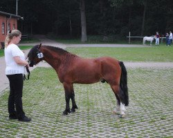 Pferd Popey (Welsh Mountain Pony (Sek.A), 2012, von Ysselvliedt's Special Edition)