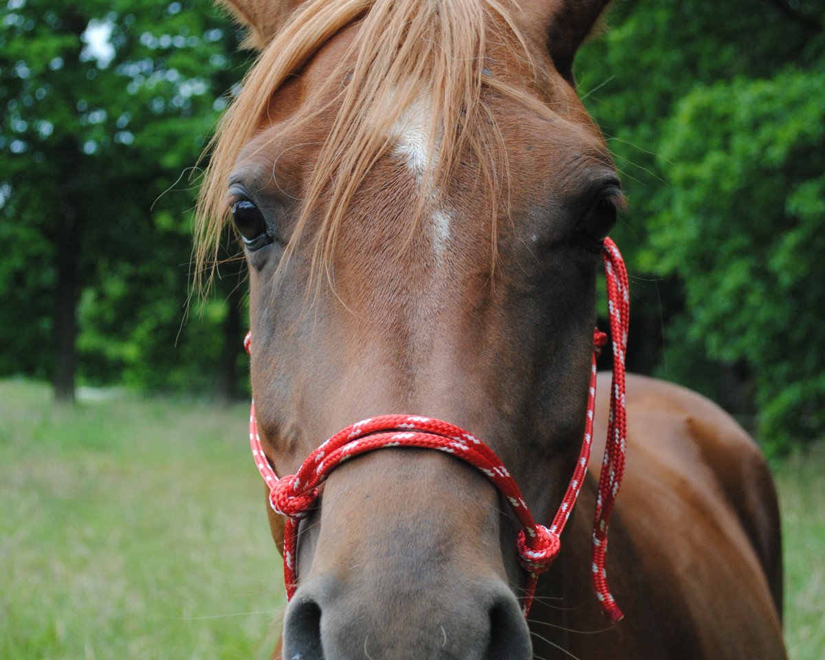 broodmare CG Smart Soulshine ox (Arabian purebred, 2008, from Neboskreb ox)