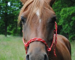 broodmare CG Smart Soulshine ox (Arabian thoroughbred, 2008, from Neboskreb ox)