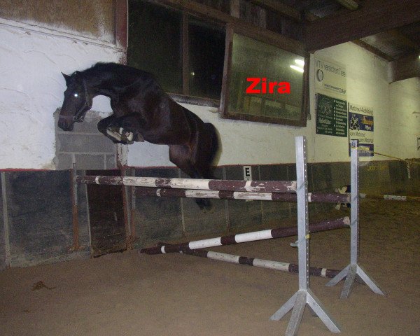 broodmare Zira (German Warmblood, 2002, from Samico F)