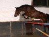 jumper Zamira Life (German Warmblood, 2006, from Golliath Life)