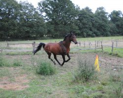 stallion KUDRET HAN ox (Arabian thoroughbred, 2001, from Karat 1993 ox)