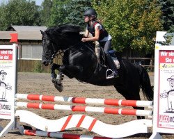 stallion Notre Marc (German Riding Pony, 1997, from Notre Beau)