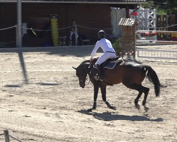Reitturnier Fehraltorf 2020