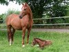 broodmare Fiona S (Rhinelander, 2004, from Fidermark)