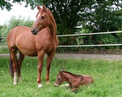 broodmare Fiona S (Rhinelander, 2004, from Fidermark)