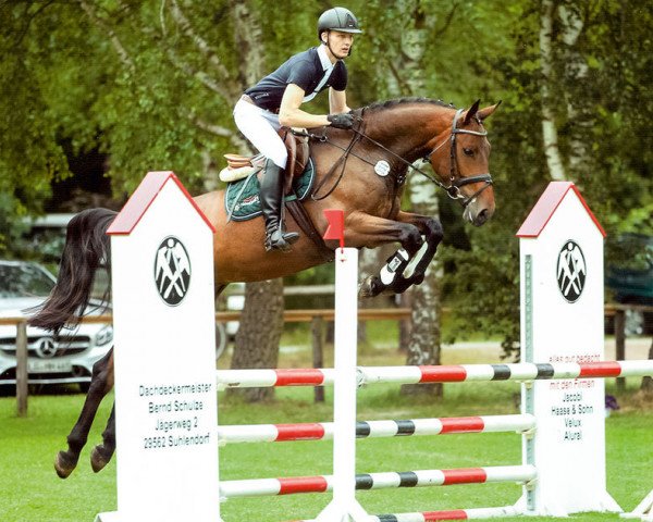 jumper Even Better S (Hanoverian, 2010, from Embassy I)