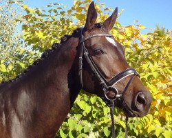 dressage horse Flavour DELUX (Hanoverian, 2010, from Fürst Romancier)